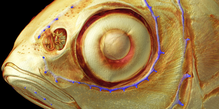Wahrnehmungsorgan von Fischen im Mikro-CT