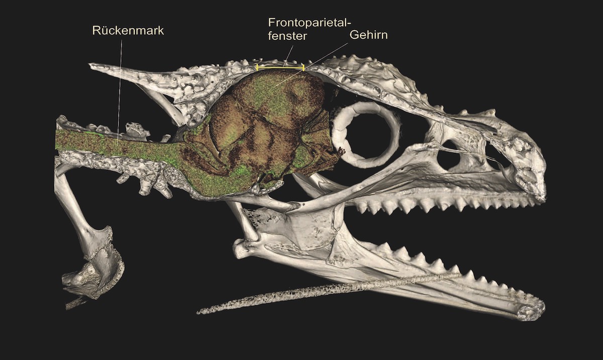 Ein Micro-CT-Scan von Calumma gehringi offenbart ein großes Loch im Schädel direkt über dem Gehirn, das sogenannte das Frontoparietalfenster, das bei vielen bergbewohnenden Chamäleons entdeckt wurde (©David Prötzel, SNSB-ZSM/LMU)