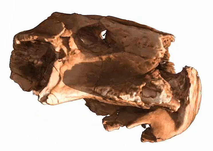 Auch Fossilien wie dieser 250 Mio. Jahre alte Lystrosaurus-Schädel lassen sich mit Neutronentomographie zerstörungsfrei untersuchen (©MfN Berlin)