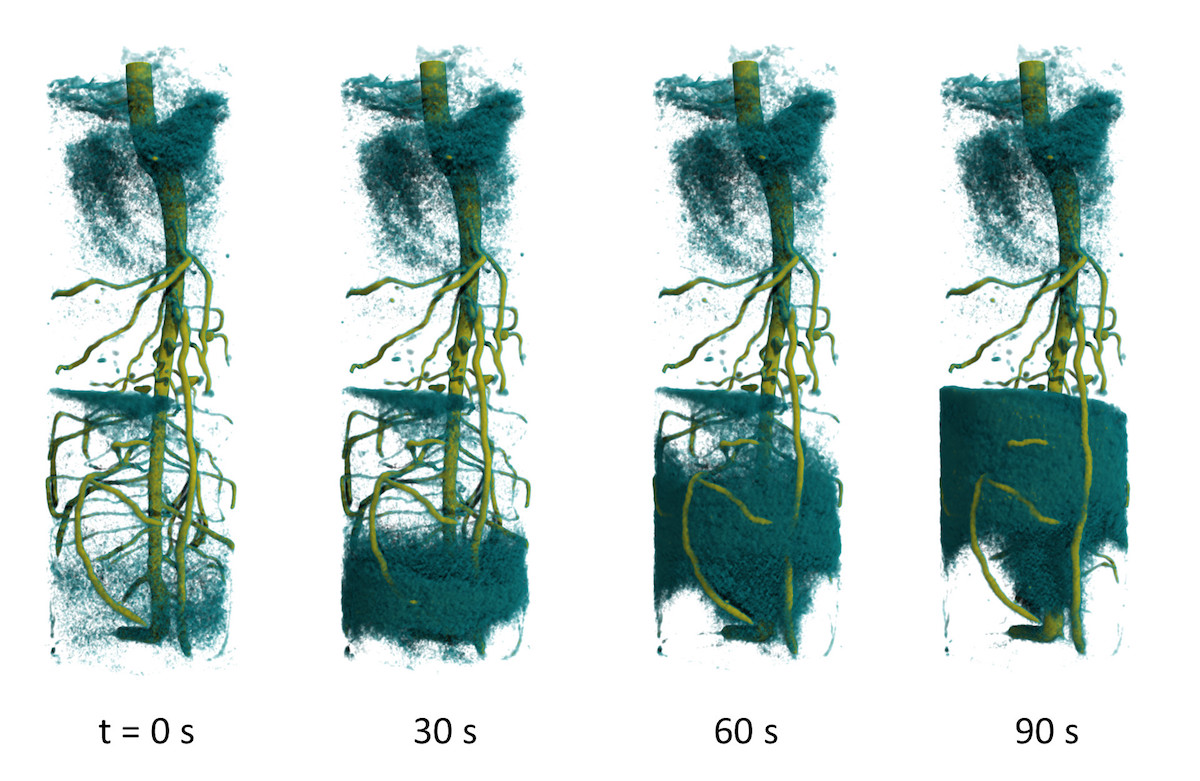 Die zeitaufgelöste 3D-Neutronentomographie zeigt den Aufstieg deuterierten Wassers im Wurzelsystem einer Lupinenpflanze (© C. Tötzke / Uni Potsdam)
