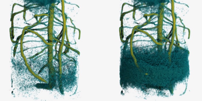 Neutronentomographie zeigt Wasseraufnahme von Wurzeln
