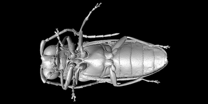 Mikro-CT: Feinste Details von 99 Millionen Jahre altem Käfer